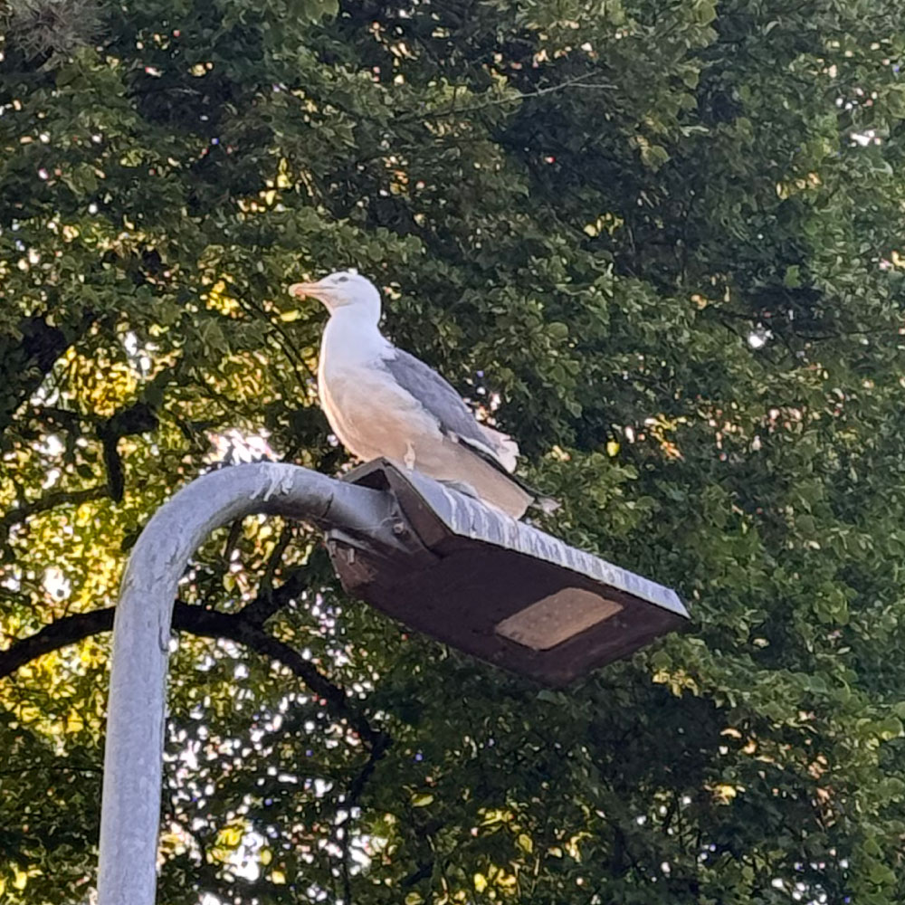 ANTI BIRD SPIKES - SET OF 10